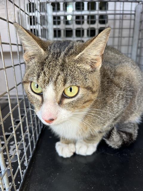 JOEY - Domestic Short Hair available for adoption