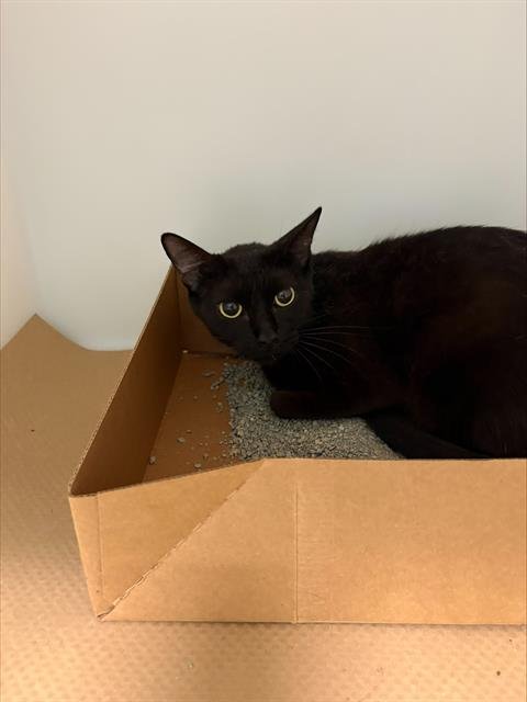 A137552 - Domestic Short Hair available for adoption