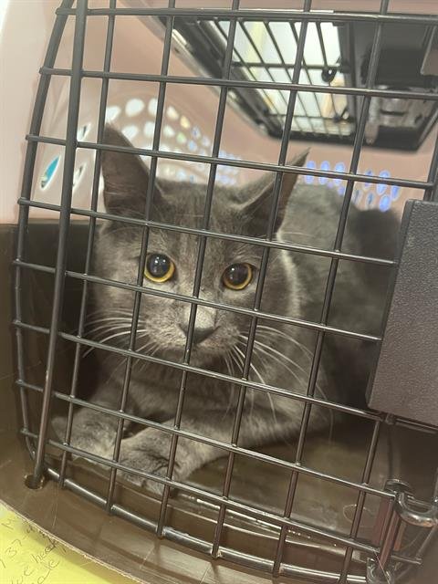 GRAYSON - Domestic Short Hair available for adoption