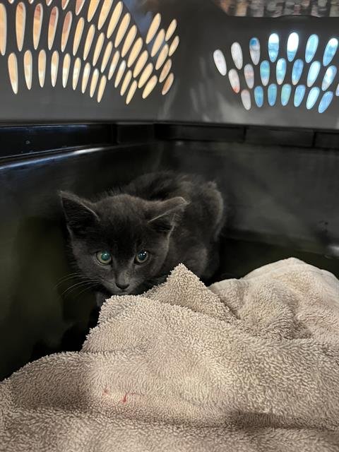 BUDDY - Domestic Short Hair available for adoption