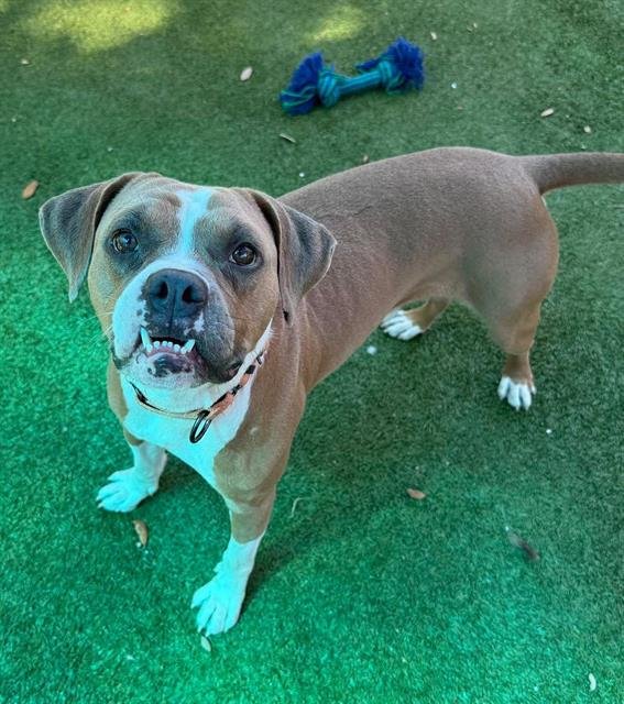 PACMAN - Boxer available for adoption