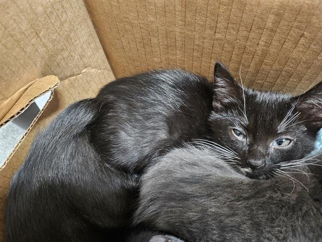 GEMMA - Domestic Short Hair available for adoption