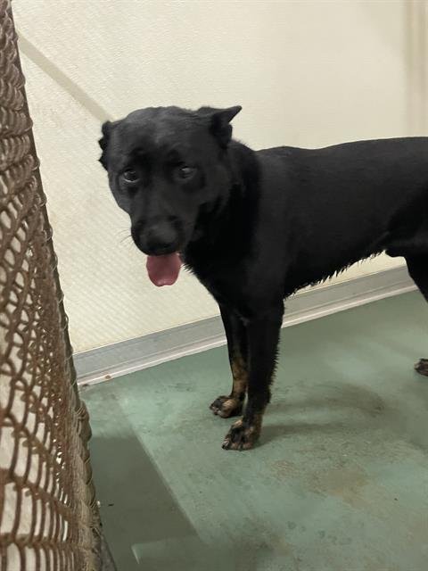 NEMO - German Shepherd Dog available for adoption