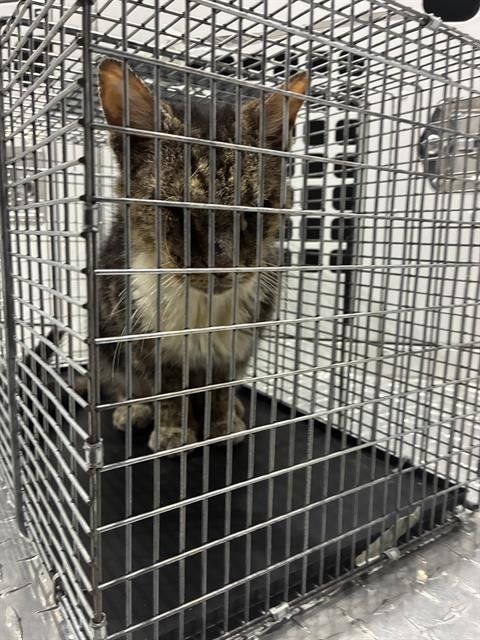 FITZGERALD - Domestic Short Hair available for adoption