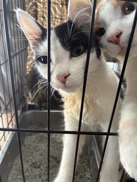 MAUREEN - Domestic Short Hair available for adoption