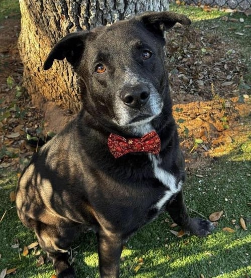 KUMA - Labrador Retriever / German Shepherd Dog available for adoption