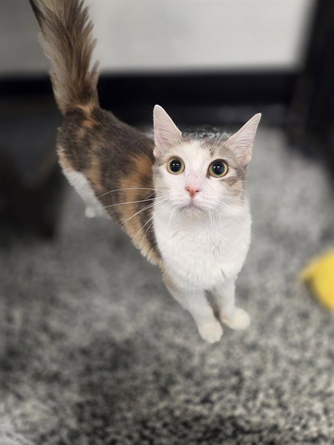 MAGGIE - Domestic Short Hair available for adoption