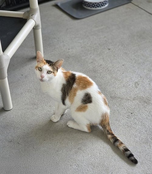 HALLIE - Domestic Short Hair available for adoption
