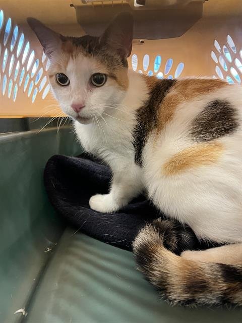 HALLIE - Domestic Short Hair available for adoption