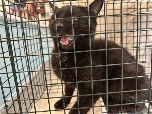 TINA - Domestic Short Hair available for adoption