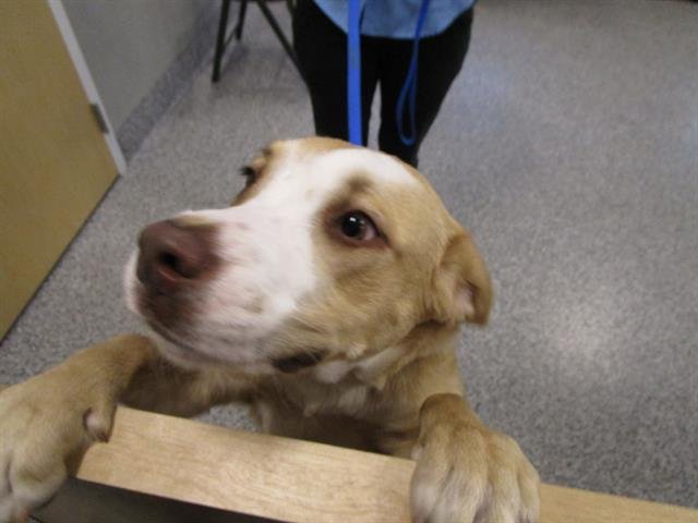 COOKIE - Labrador Retriever available for adoption