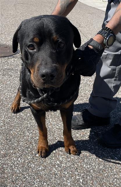 BEAR - Rottweiler available for adoption