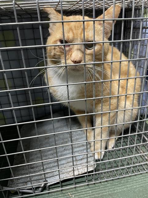 A134527 - Domestic Short Hair available for adoption