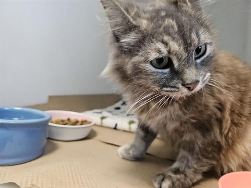 DARCY - Domestic Medium Hair available for adoption