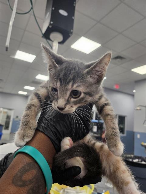 A137529 - Domestic Short Hair available for adoption