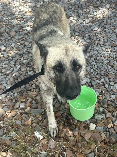 SARGE - German Shepherd Dog available for adoption