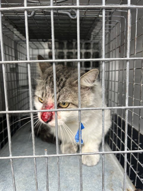 BUDDY - Domestic Medium Hair available for adoption