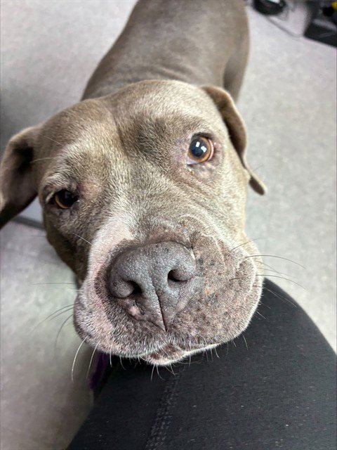BARBIE - Mastiff available for adoption