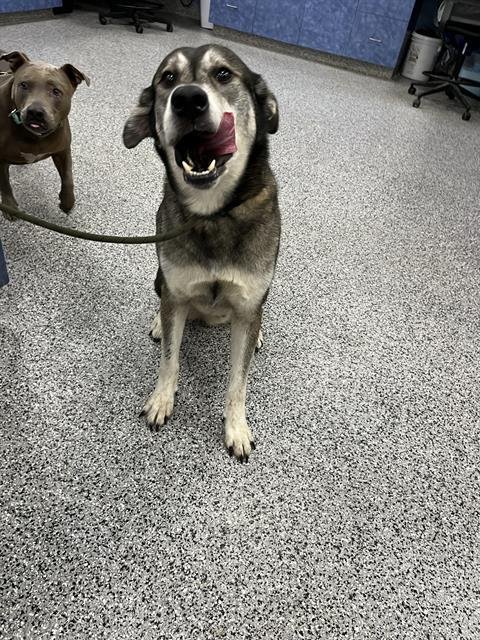 BALTO - Husky available for adoption