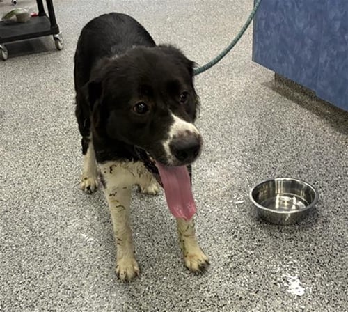 A138799 - Great Pyrenees available for adoption