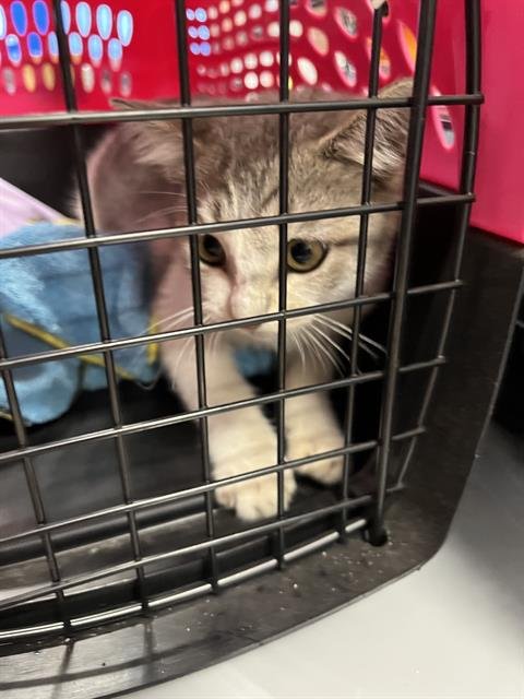 MUFFIN MAN - Domestic Short Hair available for adoption