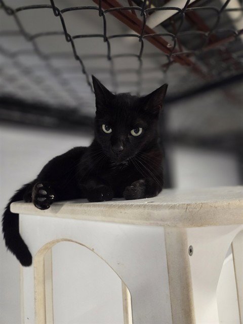 ELLIE - Domestic Short Hair available for adoption