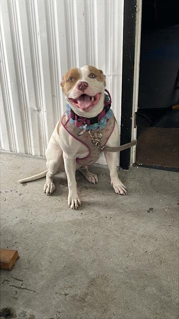 CHULA - Mastiff available for adoption