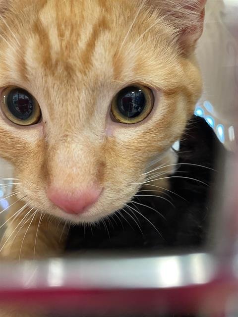 DUSTIN - Domestic Short Hair available for adoption