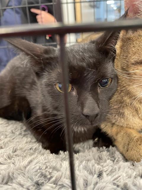 TAMI - Domestic Short Hair available for adoption