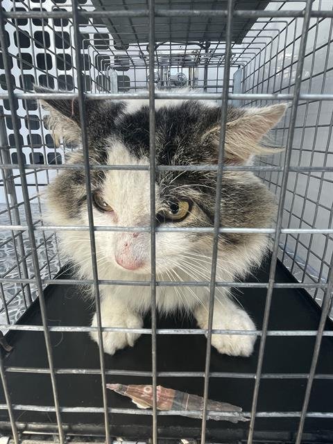 A134818 - Domestic Short Hair available for adoption