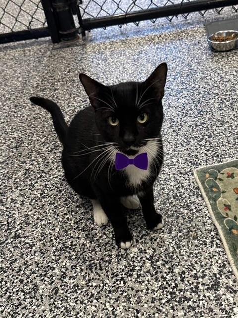 SINCERE - Domestic Short Hair available for adoption