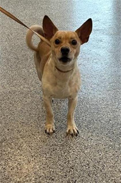 TATE - Chihuahua available for adoption