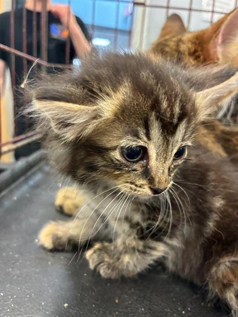 A137078 - Domestic Medium Hair available for adoption