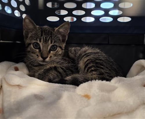 A138553 - Domestic Short Hair available for adoption