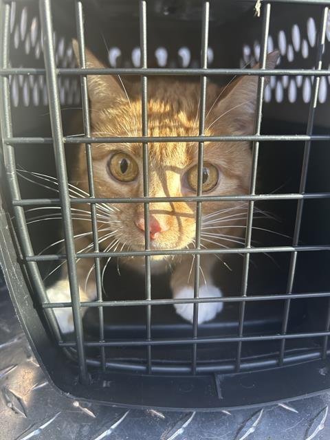 CARLIE - Domestic Short Hair available for adoption