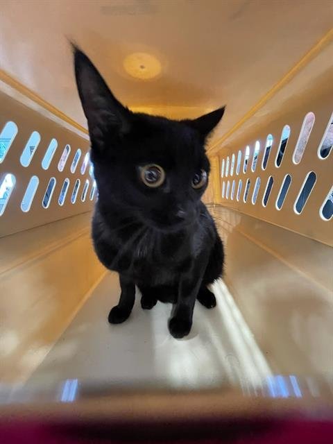 MAUREEN - Domestic Short Hair available for adoption