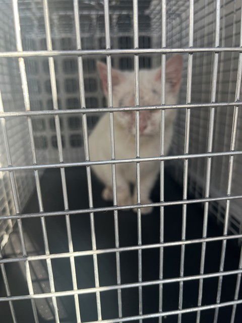 POTATO CHIP - Domestic Short Hair available for adoption