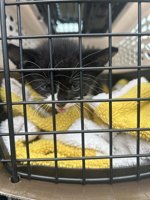 VALLEY - Domestic Short Hair available for adoption