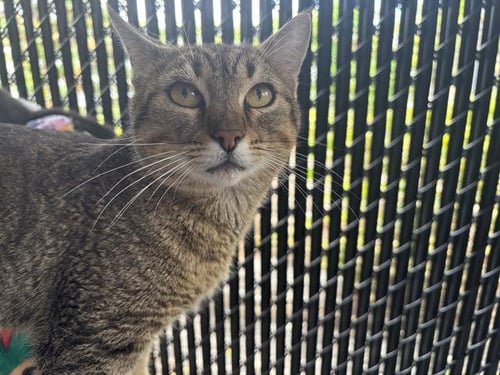 BUGLE - Domestic Short Hair available for adoption