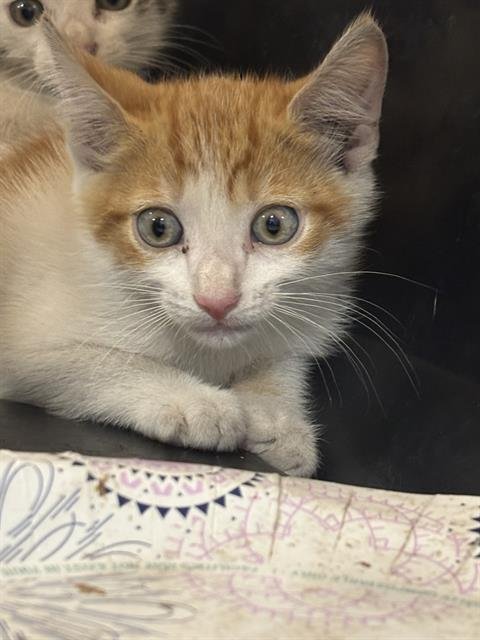 A137042 - Domestic Short Hair available for adoption