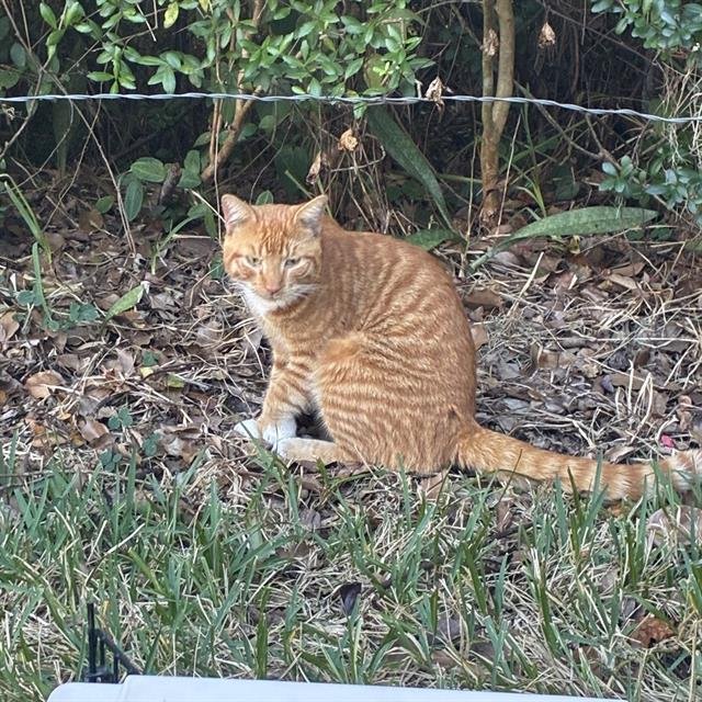 ODYSSEUS - Domestic Short Hair available for adoption