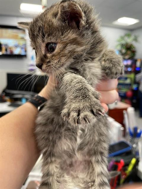 BLANCHE - Domestic Short Hair available for adoption