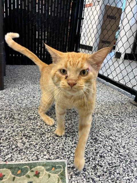 HENRY - Domestic Short Hair available for adoption