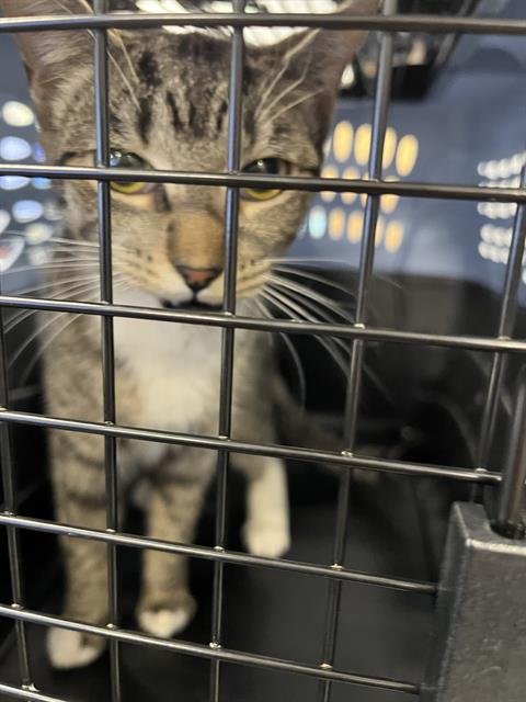 A134278 - Domestic Short Hair available for adoption