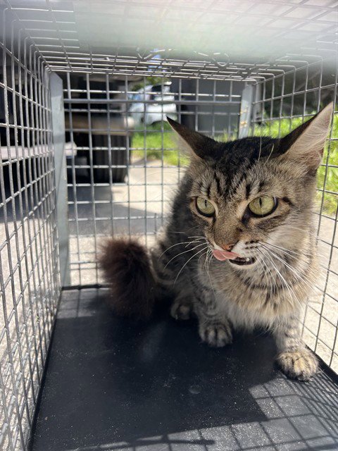 A138561 - Domestic Short Hair available for adoption