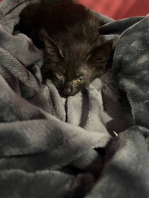 REMY Image