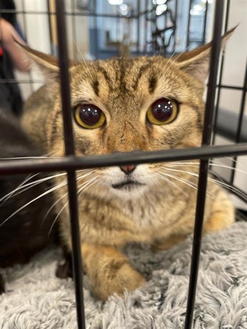 BUGLE - Domestic Short Hair available for adoption