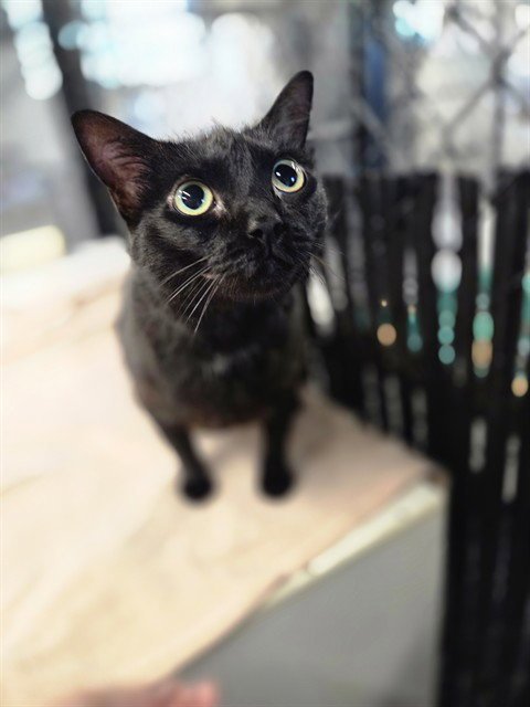 BABY - Domestic Short Hair available for adoption