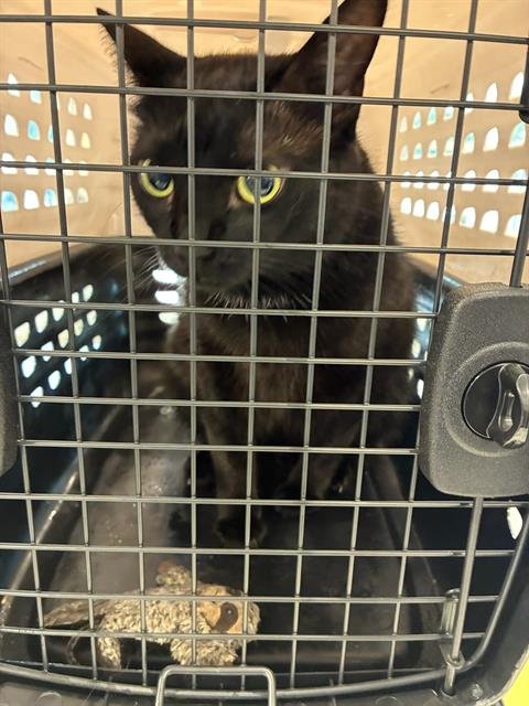 BABY - Domestic Short Hair available for adoption