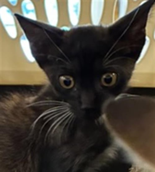A138479 - Domestic Short Hair available for adoption
